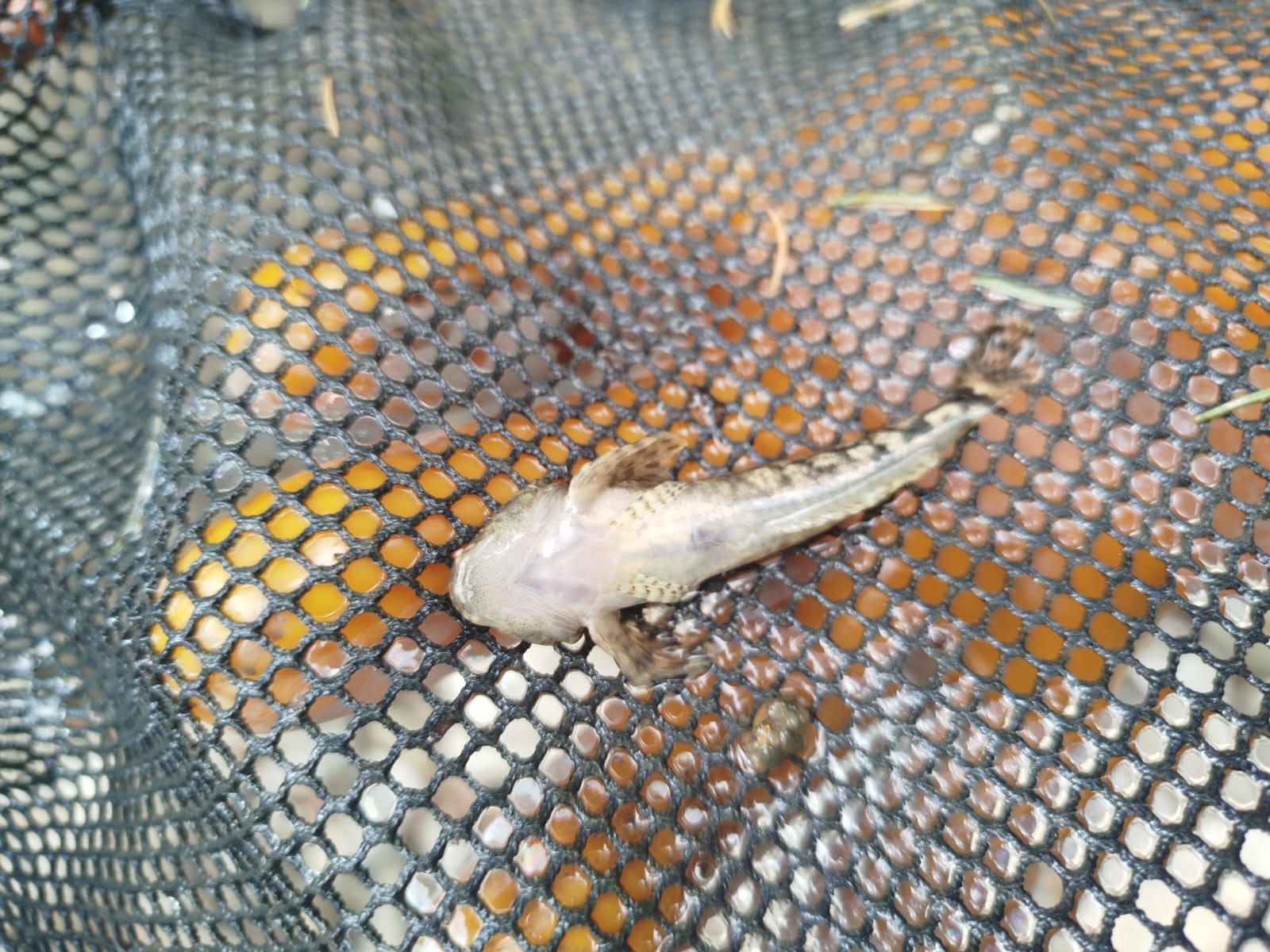 hlaváč bielo plutvy&nbsp;