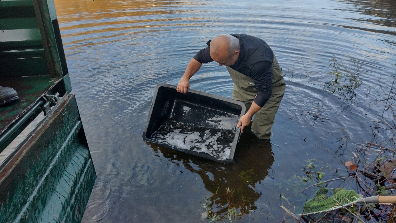 opatrne vypustené ostriežiky 